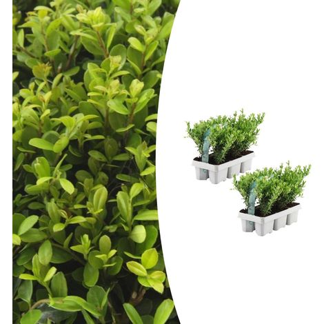 Ilex crenata 'Jenny' Lot de 12 Houx du Japon Arbuste Persistant pour Haie et Topiaire Ø7 cm H15 cm - PANGIVO (1/5)