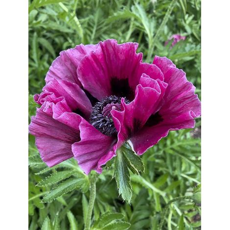 Pavot d'orient 'Harlem' Pot de 2L/3L (1/2)