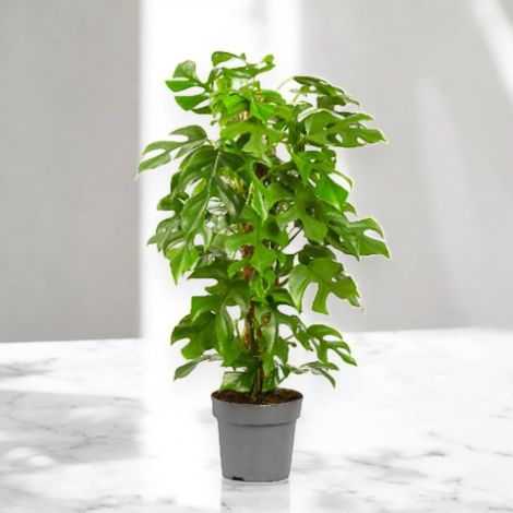 Gardenaria Philodendron 'Minima' - Pianta da interno ornamentale - Altezza: 45 cm (vaso 19) (1/5)
