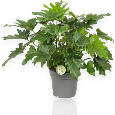 Gardenaria Philodendron 'Little hope' - Pianta da interno ornamentale - Altezza: 45 cm (vaso 19) (1/5)