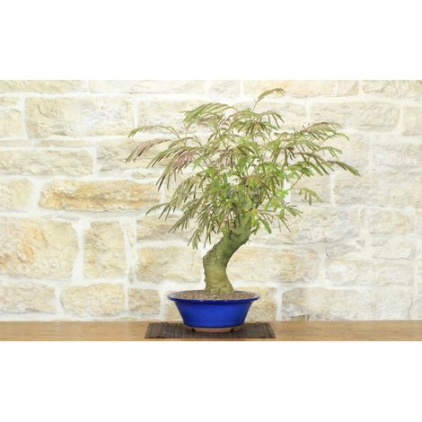 Bonsai di Acacia di Costantinopoli (14) (1/5)