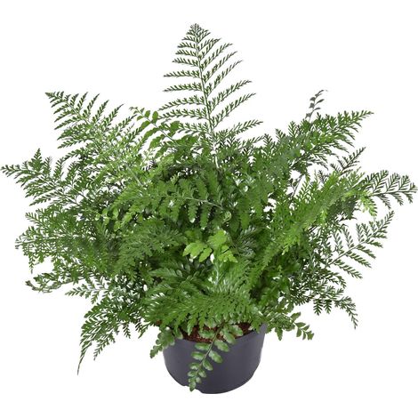 Fougère Asplenium Parvati Plante d'Intérieur Ombre et Mi-ombre Ø23 cm Hauteur 55 cm - PANGIVO (1/4)