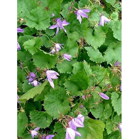 Campanule des murets 'Lisduggan' Godet de 8/9 cm (1/3)