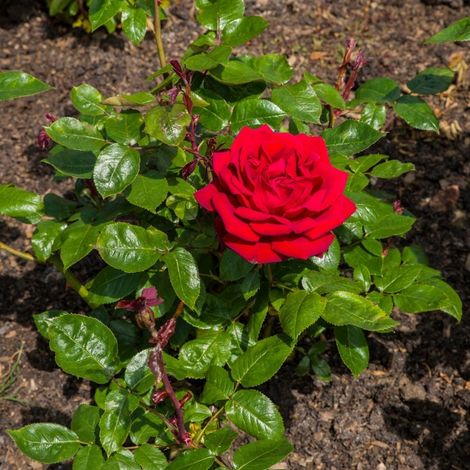 Gardenaria Rosa 'Ingrid bergman' - Rosa da giardino - Altezza: 30/40 cm (vaso22) (1/2)