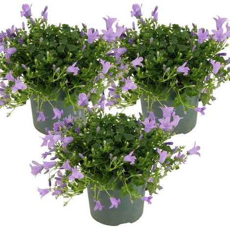 Lot de 3 - Campanule Ambella Lavande - Couvre-sol - Plante de jardin - Rustique - Sans danger pour les animaux - Hauteur : 10-20 cm - Pot : 10,5 cm (1/5)