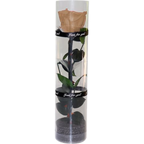 Une véritable rose préservée, rose éternelle, rose durable, rose à floraison éternelle (1/5)