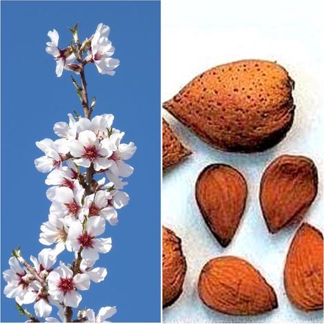 Planta Frutal Almendro Guara. Muy Productivo