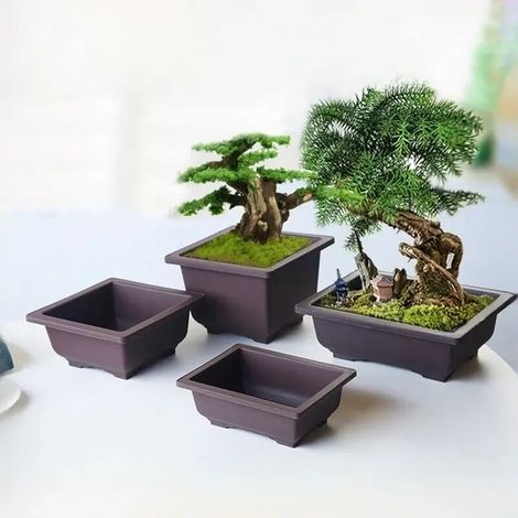 Pot de culture rectangulaire en plastique avec soucoupe pour bonsaï (rectangle gauche, voir photo). Idéal pour la culture de plantes succulentes et de bonsaïs. Décoration intérieure.