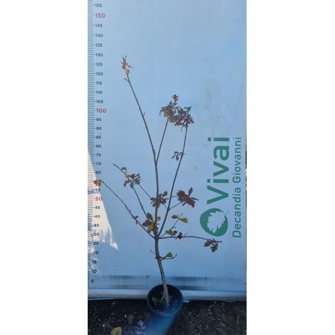PIANTA DI QUERCUS PETRAEA IN VASO 18 CM (foto reale) ROVERE
