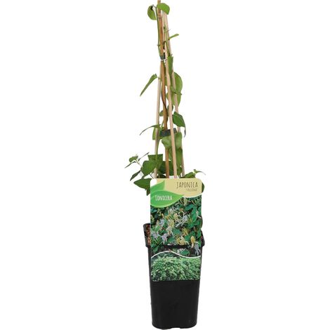 Bloomique - Lonicera Heckrottii Halliana - Chèvrefeuille du Japon - Blanc, Jaune - Plantes grimpantes - Plantes de jardin - Rustiques - Pot 15cm - Hauteur 70-80 cm