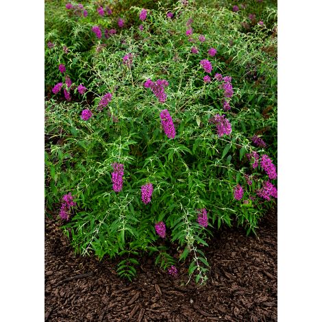 Gardenaria Buddleja davidii 'Nanho Purple'' - Arbusto ornamentale da giardino - Altezza: 40/60 cm (vaso19)