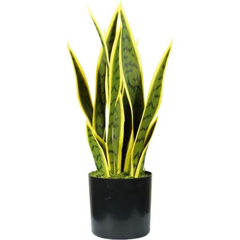 Pianta Sansevieria In Polietilene Con 12 Foglie In Vaso Con Muschio 45cm (1/5)