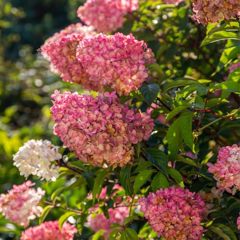 Hortensia paniculata sundae fraise - Hydrangea paniculata sundae fraise Pot 3L (1/2)
