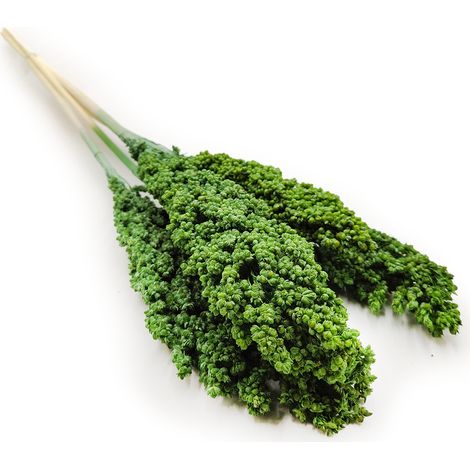 Sorgo mille - (Sorgo) - Verde 5 pezzi (1/3)
