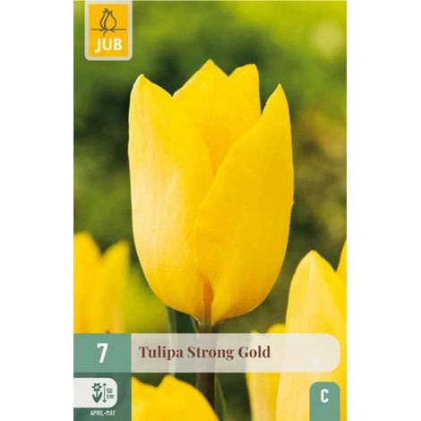 7 Tulipes Strong Gold - Les Variétés les Plus Robustes Jaune