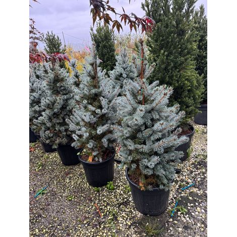 Pino argentato – Abete costeriano (Abies concolor) - H 70/80 cm foto reali