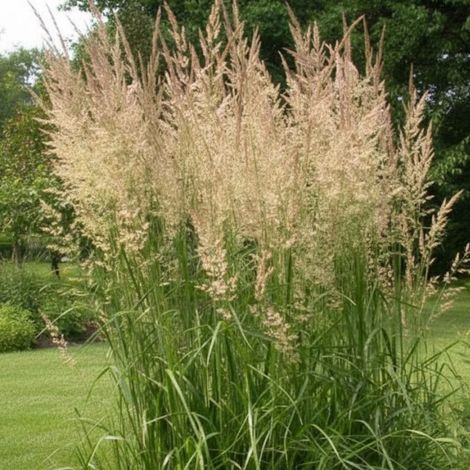 Calamagrostis Epigejos/Godet - 5/20 cm