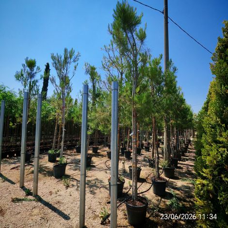 Pin d'Alep Pinus Halepensis Demi-tige 40 cm Plante de Jardin
