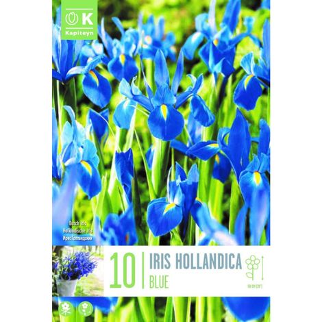 Bulbi Autunnali di Iris Hollandica Blue 10 pz KAPITEYN