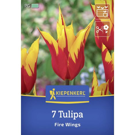 Kiepenkerl Herbstblumenzwiebel Lilienblütige Tulpe Fire Wings 7 Stück