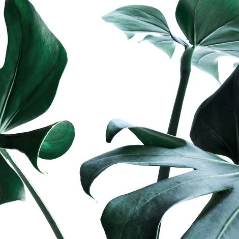 Tableau nature feuille pour salle de bain | Tableau sur toile plante verte sur fond blanc | Tableau moderne feuillage pour entrée 0,5 x 0,5 m (1/2)
