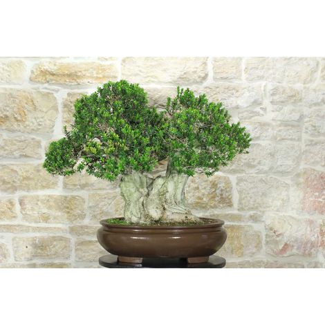 Bonsai di Mirto Microphylla (51)