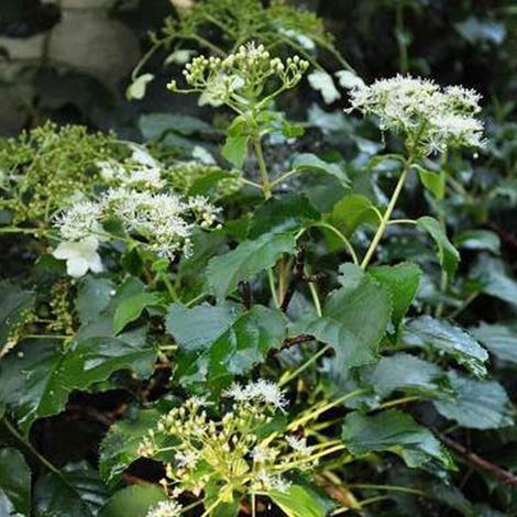 Hortensia grimpant 'Petiolaris' - 40-60 cm pot