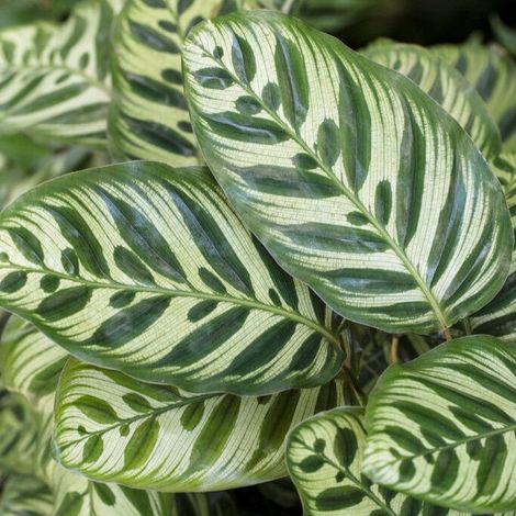 Calathea Moonlight in vaso da 14cm