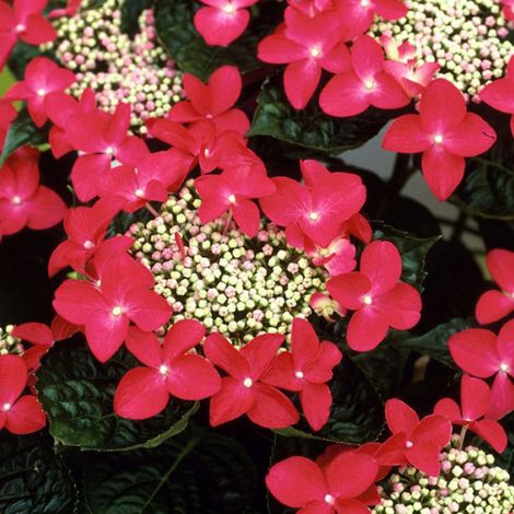 Hortensia  - Hydrangea 'Teller Red'  - 25-30 cm pot