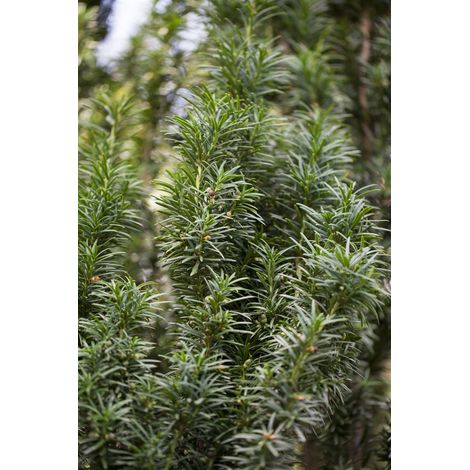 Taxus baccata 'Fastigiata' C 30- 40 (1/5)