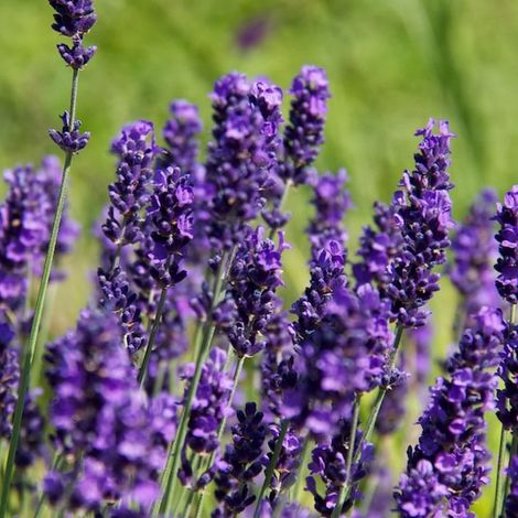 4 x Lavande vraie - Lavandula angustifolia 'Hidcote' - godet