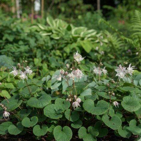 Fleur des Elfes Akebono, Epimedium/Lot de 5 godets