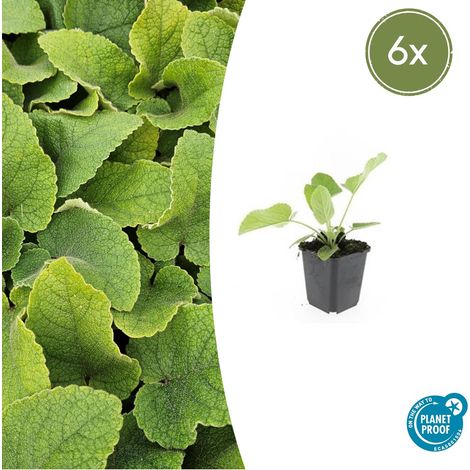 Lot de 6 Phlomis russeliana Sauge de Jérusalem Vivace Fleurs Jaunes 10-25 cm Pot Ø 9 cm - PANGIVO (1/5)