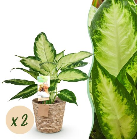 Lot de 2 Dieffenbachia Camilla Plantes d'intérieur Panachées avec Panier Pot 17 cm 45-50 cm - PANGIVO (1/5)