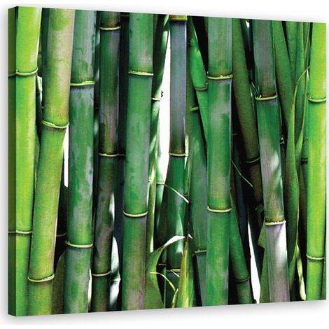 Quadro su tela, Bamboo verde - 40x40 (1/4)