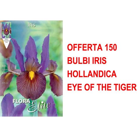 BULBI AUTUNNALI OFFERTA 150 BULBI IRIS HOLLANDICA EYE OF THE TIGER BULBI BULBS BULBES