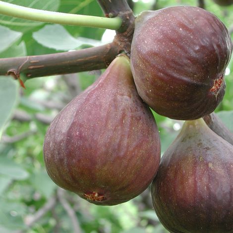 Figuier Little Miss Figgy' - Ficus carica Little Miss Figgy' en pot de 7,5L (1/2)