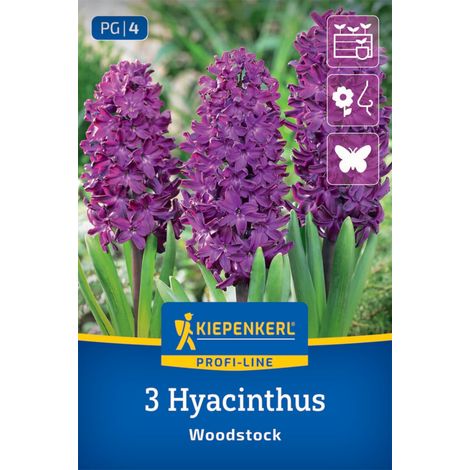 Kiepenkerl Herbstblumenzwiebel Hyazinthen Woodstock 3 Stück (1/2)
