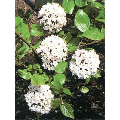 Viorne du Burkwood 'Ann Russel' Pot de 3L/4L