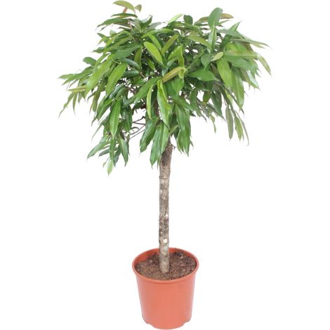 Ficus Amstel King - Plante Verte d'Intérieur avec Tronc Tressé - Vert Foncé - H130 cm ø30 cm - PANGIVO