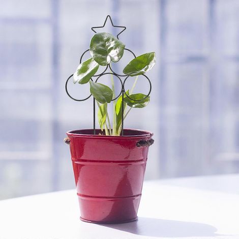 Support pour plantes grimpantes en fer noir, compatible avec les plantes d'extérieur (lot de 2) (1/4)