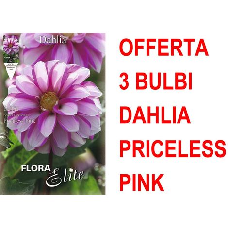 OFFERTA 3 BULBI DAHLIA DA BORDURA PRICELESS PINK BULBS