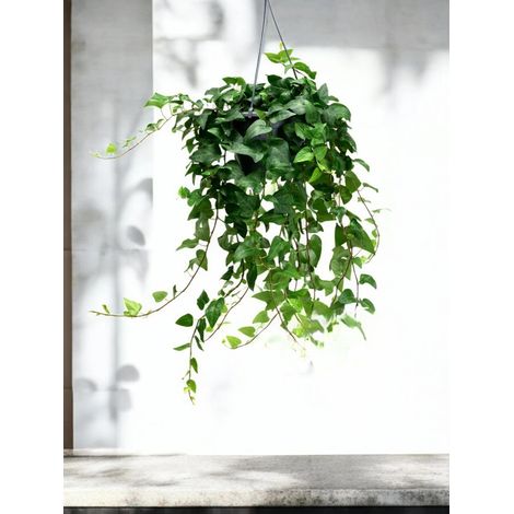Gardenaria Edera - Hedera helix 'Mein Herz' - Pianta da interno ornamentale - Altezza: 50 cm (vaso 19) (1/5)
