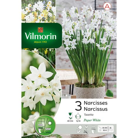 Vilmorin Narcisse Paperwhite (x3) (1/3)