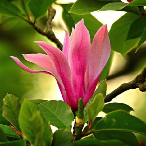 Magnolia à fleurs de lys 'Nigra' (Magnolia liliiflora 'Nigra') (1/5)