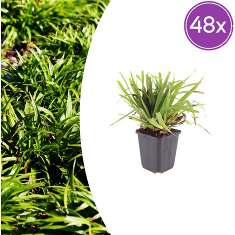 Lot de 48 Luzula sylvatica Luzule des bois Couvre-sol Persistant Ombre H10-25cm Pot Ø 9cm - PANGIVO (1/5)
