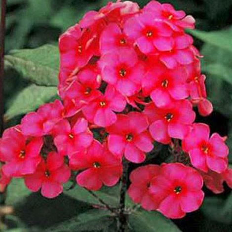 4 x Phlox paniculé  - Phlox paniculata 'Starfire'  - godet 9x9 (1/4)