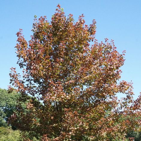 Érable freemanii Jeffersred, Acer/Pot de 7,5L - 80/100 cm