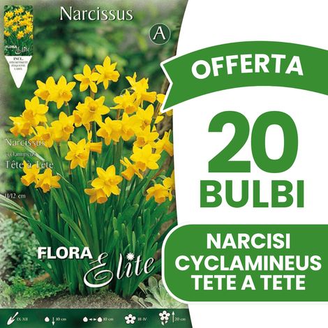 OFFERTA 20 BULBI AUTUNNALI NARCISO CYCLAMINEUS TETE A TETE BULBI BULBS BULBES