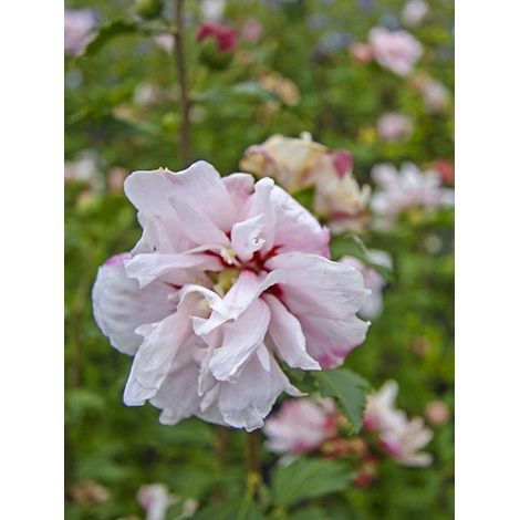 Mauve en arbre 'Leopoldii' Pot de 2L/3L (1/4)